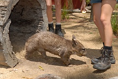 0062 Cairns Tropical Zoo
